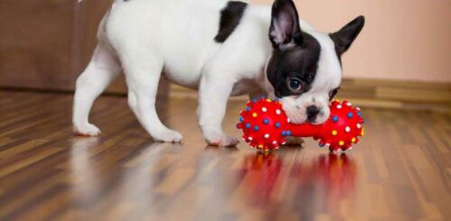 Chew Dog Toys Squeaky Dog Toys for Puppy and Small Medium Dog 6 PCS