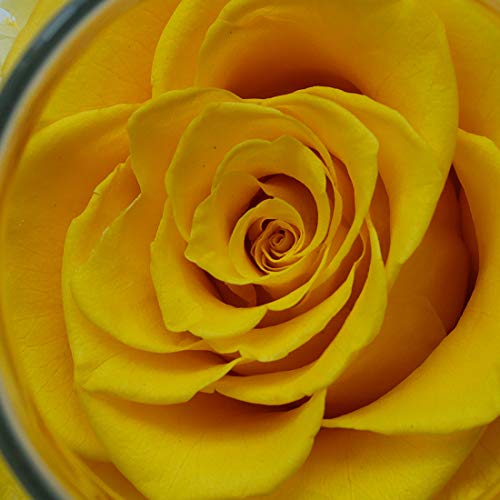 Preserved Real Roses w/  Colorful Mood Light Wishing Bottle