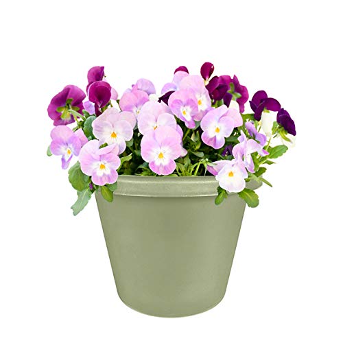 8" Round Classic Planter - Tw/ Rolled Rim & 10 Drain Holes