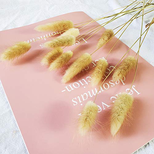 100 Pcs, Dried Bunny Tails Pampas for Flower Arrangements Home Decoration