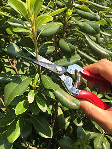 Small Garden Hand Pruner & Shears