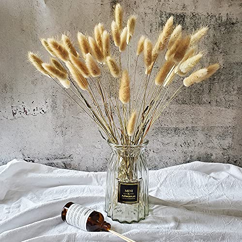 100 Pcs, Dried Bunny Tails Pampas for Flower Arrangements Home Decoration