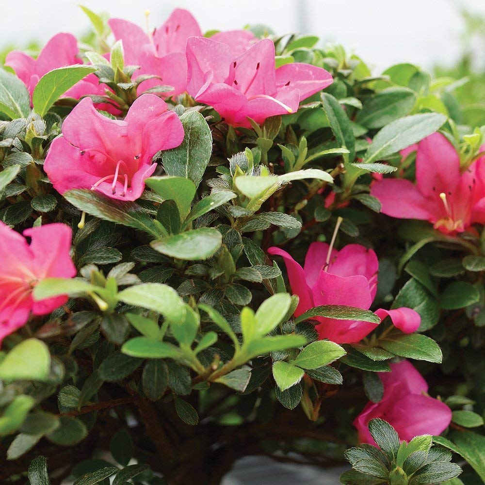 azalea outdoor bonsai tree Bonsai Live Satsuki Azalea Outdoor Bonsai Tree-5 Years Old 6" to 8" Ta – DANNY'S HOME GOODS