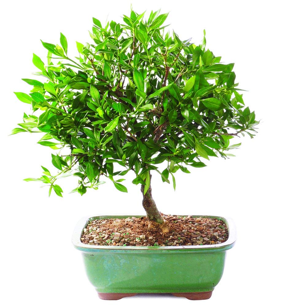Bonsai Live Satsuki Azalea Outdoor Bonsai Tree-5 Years Old 6" to 8" Tall with Decorative Container, Small, Blank