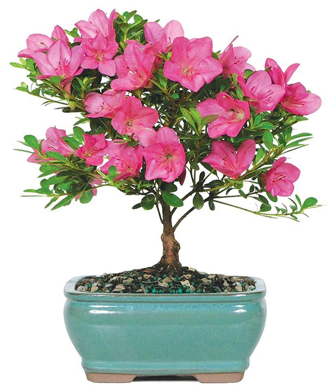Bonsai Live Satsuki Azalea Outdoor Bonsai Tree-5 Years Old 6" to 8" Tall with Decorative Container, Small, Blank