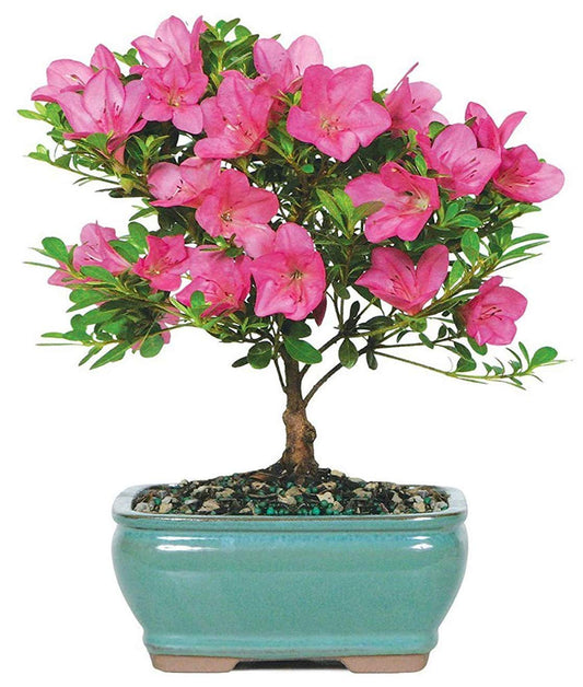 Bonsai Live Satsuki Azalea Outdoor Bonsai Tree-5 Years Old 6" to 8" Tall with Decorative Container, Small, Blank