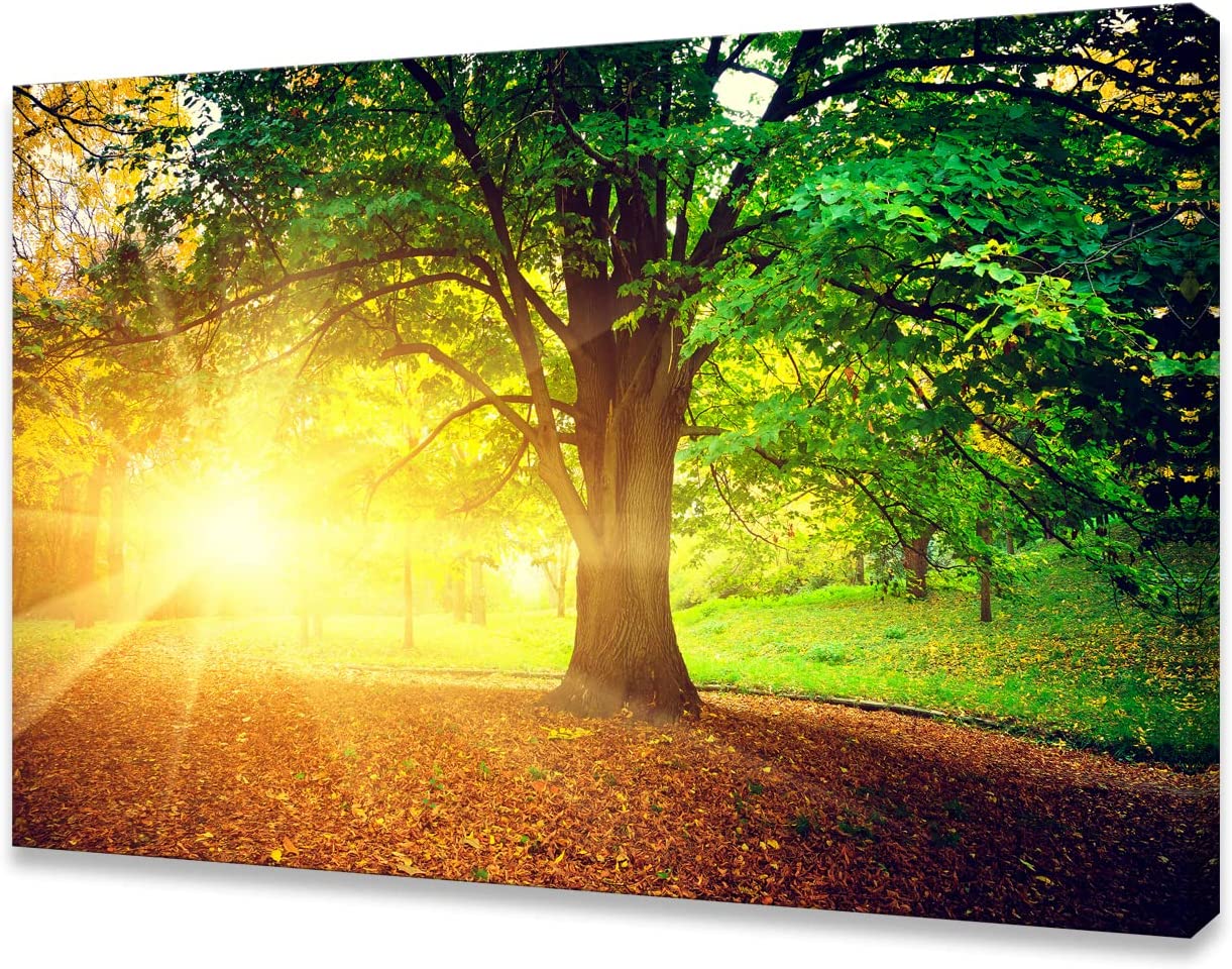 Wall Art Decor Canvas Print Picture Sunrise Trees 1 Panel 24 x36"