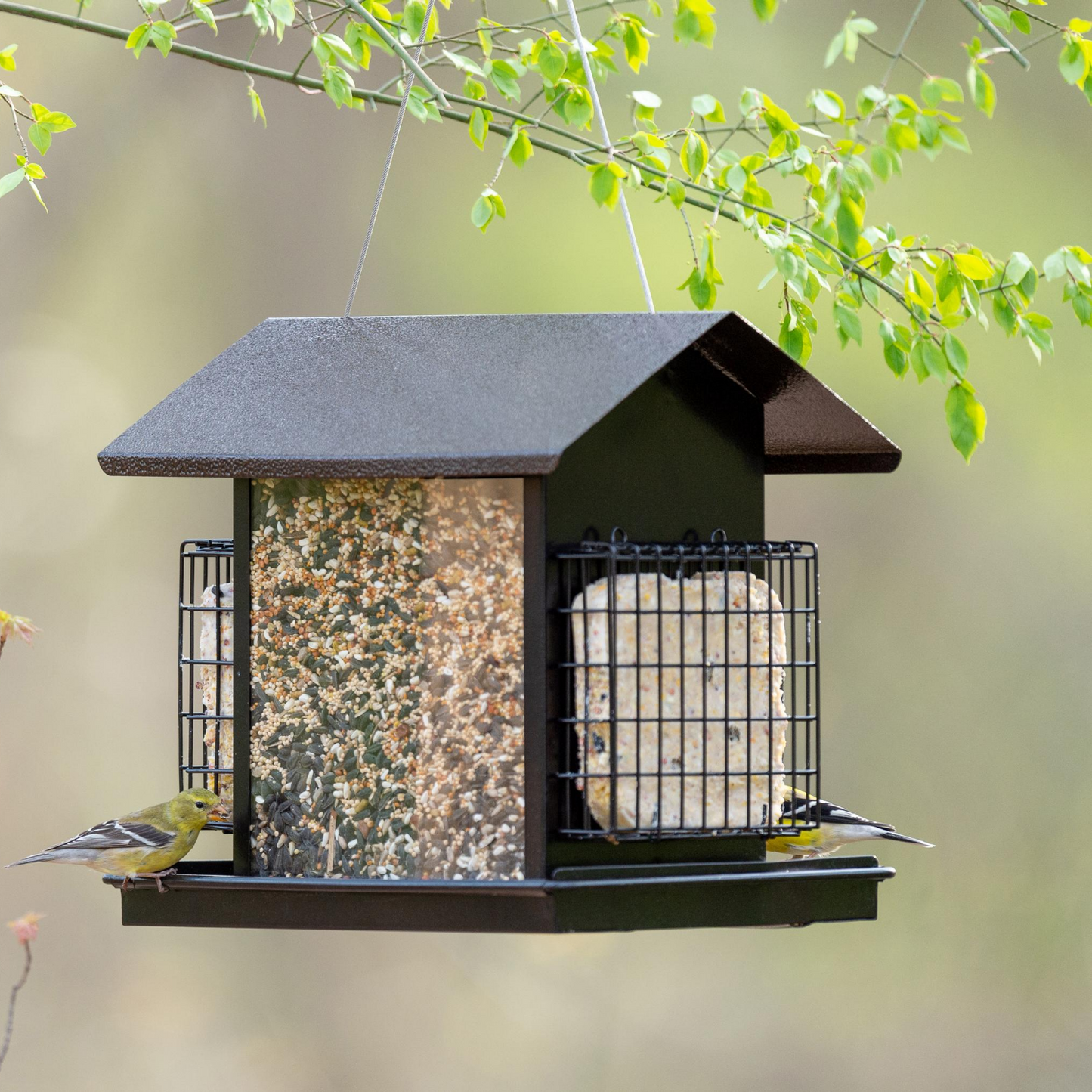 Birds Hopper Suet Seed Feeder, Sunflower/Mixed Seed, Black