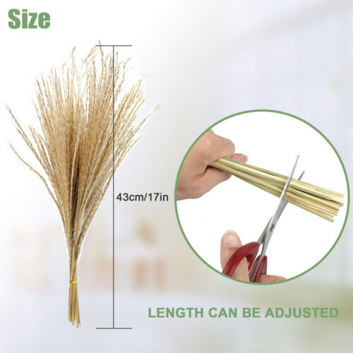 65x Natural Dried Pampas Grass Reed Flower Phragmite Bunch Bouquet Wedding Decor